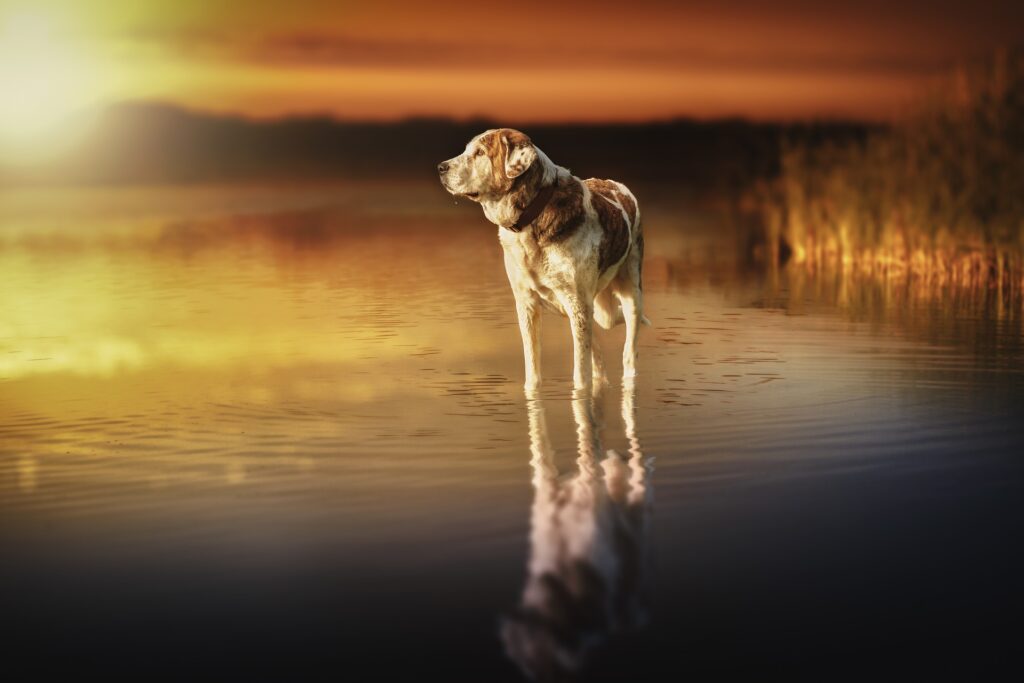 Hund - egal zu welchem Lebewesen. Der seelische Kontakt ist zu allen möglich.