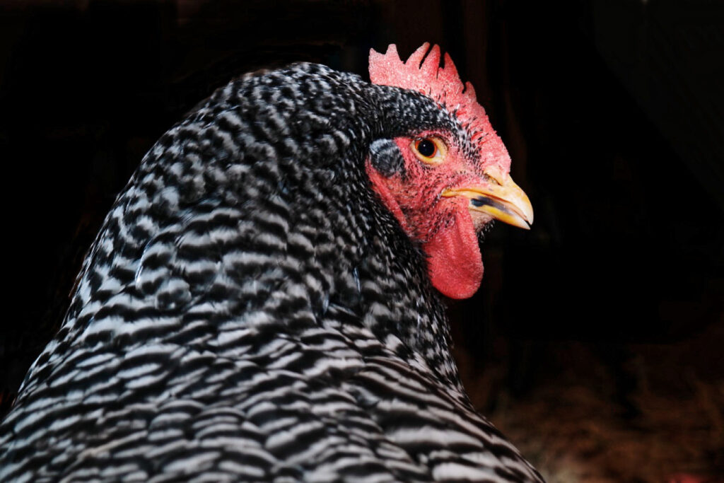 Huhn - egal zu welchem Lebewesen. Der seelische Kontakt ist zu allen möglich.