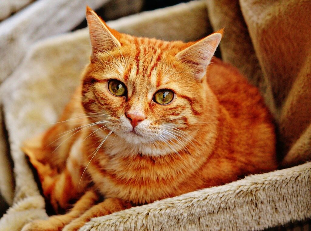 Kater - Kontakt über telepathische Tierkommunikation zu jedem Lebewesen möglich.