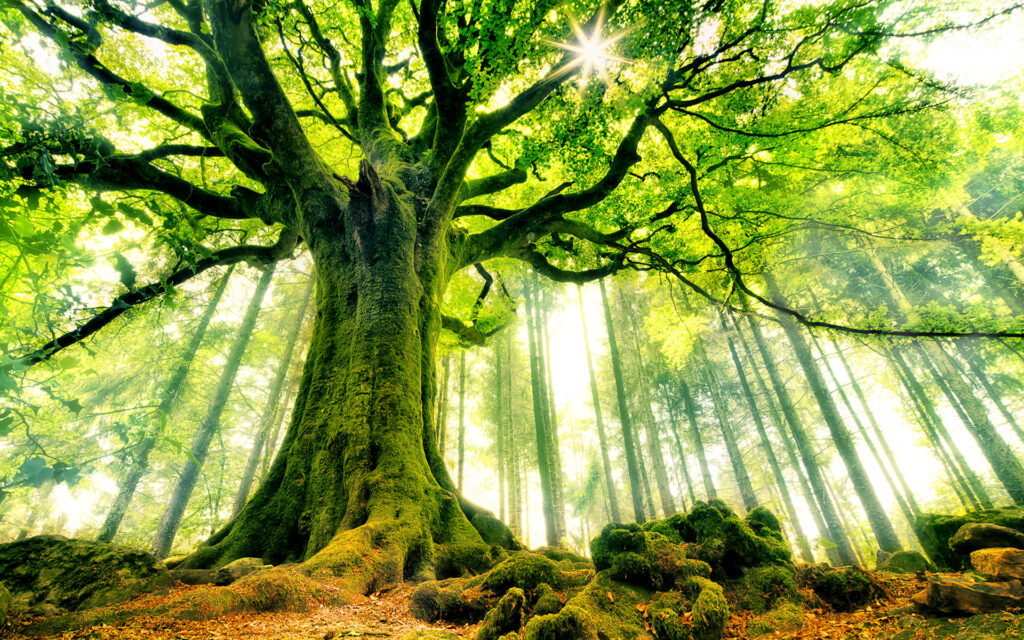 Seelische Heilung erfahren. Der „Lebensbaum“ - Kontakt von der Unter- bis zur Oberwelt.